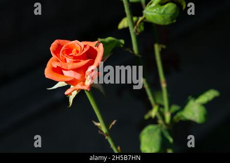 Frisch blühte Orangenrose. Die orangefarbene Rose steht für Begehren, Enthusiasmus und Stolz. Stockfoto