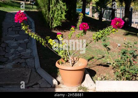 Bougainvillea Blume in einem Topf im Garten. Bougainvillea ist eine kletternde und holzige Pflanze mit violetten, weißen, rosa und roten Blüten. Liebt die Sonne. Stockfoto