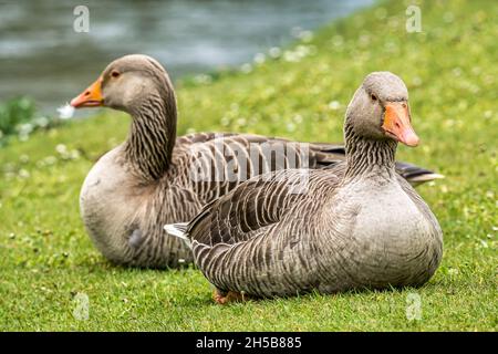 Nahaufnahme von zwei Graugänsen, Anser Anser, auf grasbewachsenen Flussufern, River ESK, Musselburgh, East Lothian, Schottland, Großbritannien Stockfoto