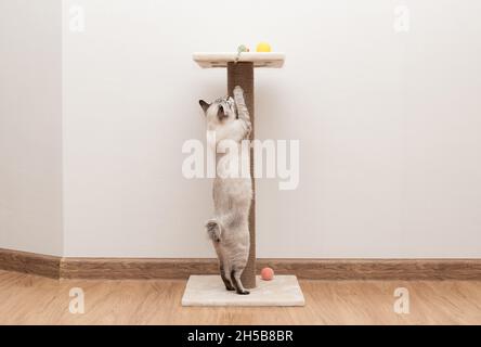 Verspielte Katze klettert auf Kratzpfosten Stockfoto