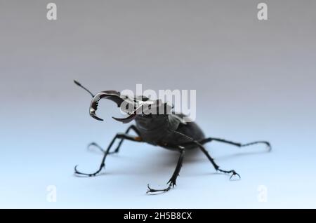 Männlicher Hirschkäfer Lucanus cervius auf weißem Hintergrund. Hirschkäfer Lucanus cervius, der größte europäische Käfer, eine vom Aussterben bedrohte Art Stockfoto