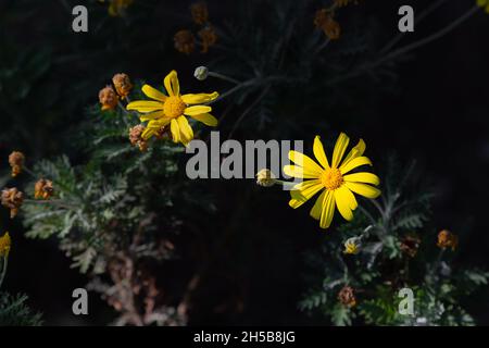 Gelber Euryops pectinatus. Graublättrige Euryops pectinatus ist eine blühende Pflanze aus der Familie der Asteraceae. Stockfoto