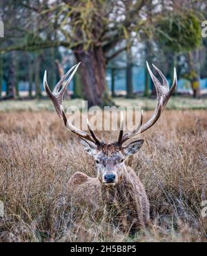 Ein Rothirsch (Cervus elaphus) mit großen Geweihen, die im Gras liegen, Buschy Park, London, England, Großbritannien Stockfoto