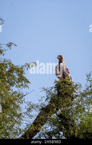 Zwergadler oder Hieraaetus pennatus Porträt hoch auf Baum mit natürlichen blauen Himmel Hintergrund in Tal chapar Heiligtum rajasthan Indien thront Stockfoto