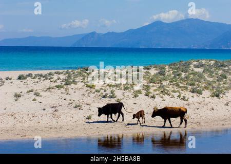 FRANKREICH, KORSIKA ( 2B ), SAINT FLORENT, BULLE UND KUH IN DER WÜSTE DES AGRIATES Stockfoto