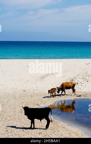 FRANKREICH, KORSIKA ( 2B ), SAINT FLORENT, BULLE UND KUH IN DER WÜSTE DES AGRIATES Stockfoto