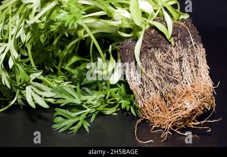 Coriandrum sativum, Koriander, Stockfoto