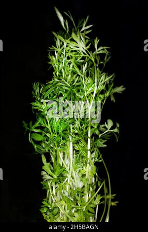 Coriandrum sativum, Koriander, Stockfoto