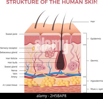 Hautanatomie. Menschliche normale Haut Dermis Epidermis Fettschichten jüngsten Vektor biologischen Infografik Stock Vektor