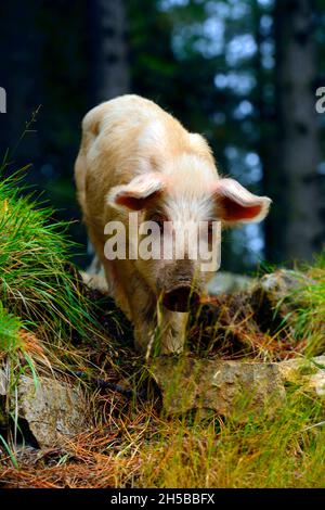 KORSIKA ( 2A ), EVISA, FREIES SCHWEIN IM WALD VON AITONE IN DER NÄHE VON EVISA DORF Stockfoto