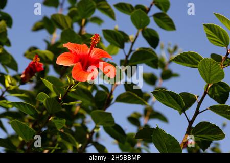 Japanische Rosenblüte mit großen und roten Blättern. Die japanische Rose, auch als chinesische Rose bekannt, ist eine Zierpflanze aus Topf und Garten. Stockfoto