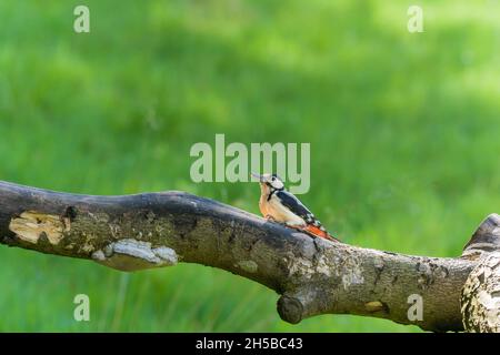 Great Spotted Woodpecker (Dendrocopos major) weiblich, die auf einem gefallenen Zweig thront, Perthshire, Schottland, Großbritannien, Juni 2021. Stockfoto