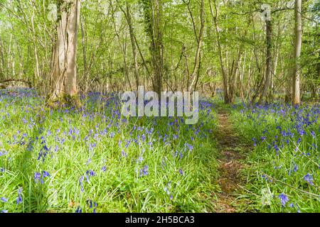 Waldweg durch einen Teppich von Bluebells, Worcestershire UK. Mai 2021 Stockfoto