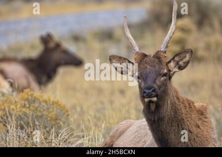 Nahaufnahme eines jungen männlichen Elchs mit Stachelgeweihen, der sich am Highway 89 in Montana in der Nähe von Gardiner, der Gateway-Stadt direkt außerhalb des Yellowstone National Park i, befindet Stockfoto