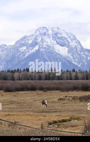 Einzelne, einsame, weidende Pferde in Teton Mountain die Herbstlandschaft deutet auf die weite Ruhe des Greater Yellowstone Ecosystems im Winter an Stockfoto