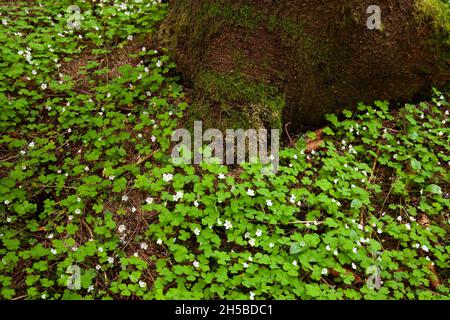 Waldboden bedeckt mit frischen und grünen Blüten Gemeiner Holzsorrel, Oxalis acetosella Pflanzen während eines späten Frühlings in Estland, Nordeuropa. Stockfoto