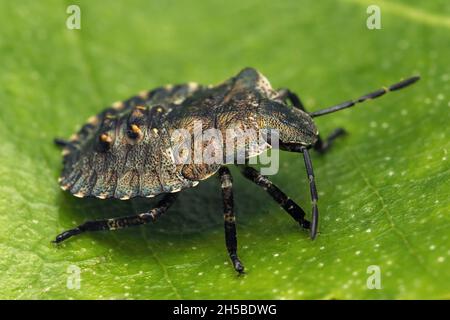 Waldschildbug-Nymphe (Pentatoma rufipes) in Ruhe auf dem Blatt. Tipperary, Irland Stockfoto