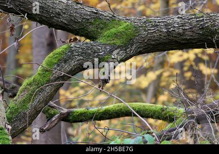 08. November 2021, Thüringen, Heldrungen/Braunsroda: Ein mit Moos bewachsener gefallener Baum liegt auf dem Urwaldweg bei der Hohen Schrecke. Am selben Tag wurde hier der letzte von insgesamt 15 Thüringer Urwaldwegen eröffnet. Der neu eröffnete Wanderweg "hohe Schrecke" liegt südöstlich von Heldrungen und hat seinen Ausgangspunkt in Hauteroda. Von dort führt er über elf Kilometer durch ein Waldgebiet, das von der forstwirtschaftlichen Nutzung entkoppelt wurde. Thüringen hat rund fünf Prozent der Waldfläche des Landes für solche "Urwälder von morgen" zur Verfügung gestellt. Der World Wide Fund für Natu Stockfoto