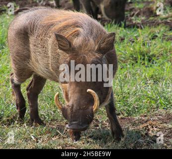 Nahaufnahme eines Warthogs (Phacochoerus africanus) rollt im Schlamm, der in der Serengeti Tansania fotografiert wurde Stockfoto