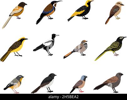 Vögel mit Schnabel und Gefieder. Cartoon schöne farbige Zeichen des Himmels, Vektor-Illustration Set von kleinen exotischen Vogel mit Federn isoliert auf weißem Hintergrund Stock Vektor