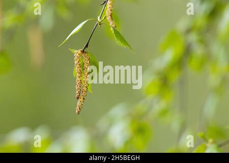 Frische Silberbirke, Betula Pendula-Blätter und Katkins während eines Frühlingstages in Estland, Nordeuropa. Stockfoto