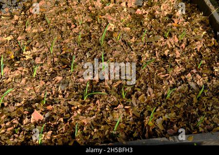 Wachsenden Knoblauch mit Blättern im Herbst Sonnenschein mulched. Stockfoto