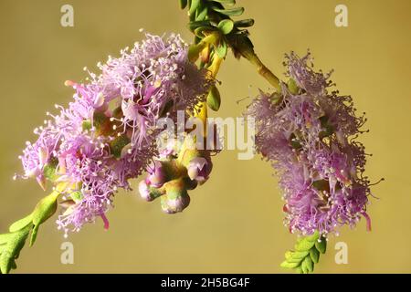 Makroaufnahme der Blütenstände von Honigmyrtle (Melaleuca thymifolia) Stockfoto