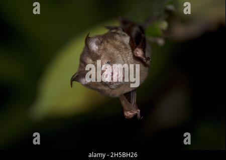 Ein Bornean Horseshoe bat (tropische Fledermäuse), der an einem Baum hängt. Foto aufgenommen im Tierkorridor, Kinabatangan-Flusswald, Sabah, Insel Borneo, Malaysia am 7. September 2019. Foto von Aditya Sutanta/ABACAPRESS.COM Stockfoto