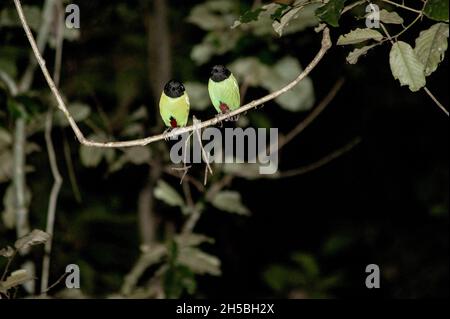 Die zweifache Kapuzenpitta kann nachts auf einem Baumzweig thront gesehen werden. Foto aufgenommen im Tierkorridor, Kinabatangan-Flusswald, Sabah, Insel Borneo, Malaysia am 7. September 2019. Foto von Aditya Sutanta/ABACAPRESS.COM Stockfoto