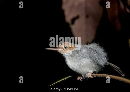 Ein wilder Rotkopftailorbird, der nachts auf einem Baumzweig thront. Foto aufgenommen im Tierkorridor, Kinabatangan-Flusswald, Sabah, Insel Borneo, Malaysia am 8. September 2019. Foto von Aditya Sutanta/ABACAPRESS.COM Stockfoto