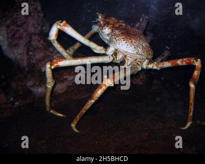 Die japanische Riesenspinnenkrabbe (Macrocheira kaempferi) Stockfoto