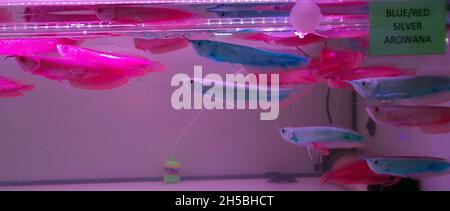 Blau/Rot Silber arowana (Osteoglossum bicirrhosum), künstliche Farbe Stockfoto