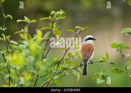 Der sehenswerte songbird-Rotbarsch Lanius collurio hockte an einem Frühlingstag in Estland, Nordeuropa, auf einem kleinen Zweig. Stockfoto