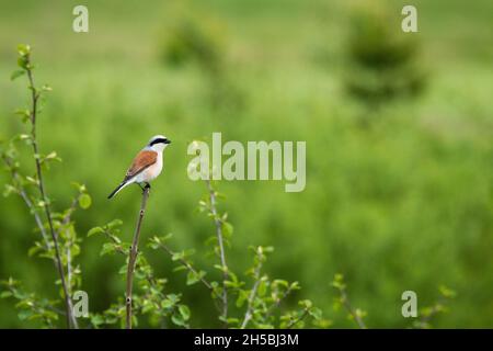 Der sehenswerte songbird-Rotbarsch Lanius collurio hockte an einem Frühlingstag in Estland, Nordeuropa, auf einem kleinen Zweig. Stockfoto