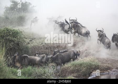 Jährliche migration von über einer Million Streifengnu (connochaetes Taurinus) und 200.000 Zebras. Im Frühjahr April fotografierte in der Serengeti, Tansania Stockfoto