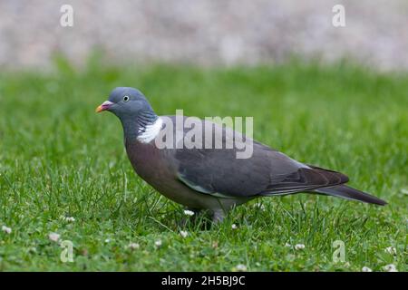 Ringeltaube, Ringel-Taube, Taube, Tauben, Columba palumbus, Holztaube, Taube ramier Stockfoto