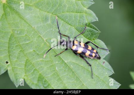 Vierbindiger Schmalbock, Halsbock, Mal-Bock, Hals-Bock, Leptura quadrifasciata, Strangalia quadrifasciata, vierbänderiger Longhorn-Käfer Stockfoto