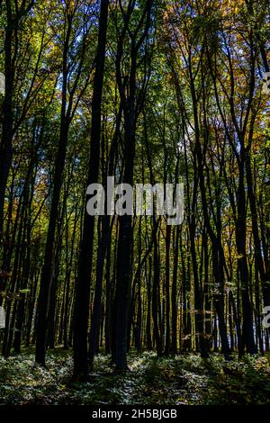 Blick in die Tiefen des Waldes im Herbst Stockfoto