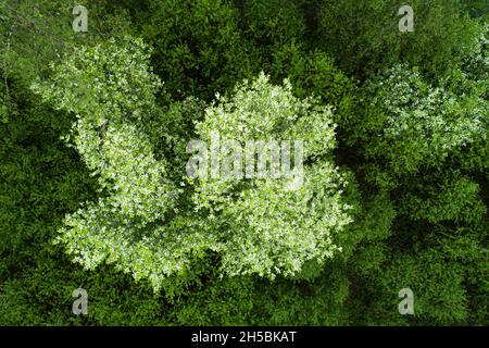 Ein Vogelkirschbaum, Prunus padus, der an einem Frühlingstag in Estland blüht. Stockfoto