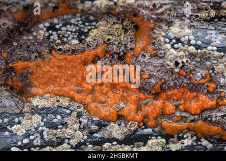 Breadcrumb Sponge: Halichondria panicea. Cornwall, Großbritannien Stockfoto