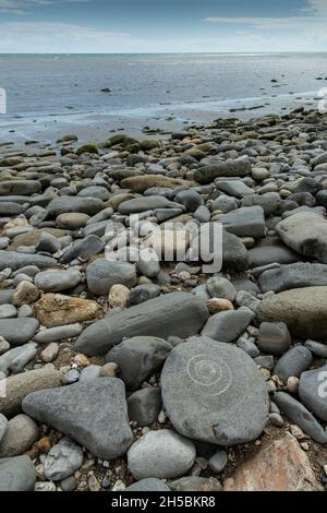 Fossil Ammonit, Monmouth Beach, Lyme Regis, Dorset, Großbritannien Stockfoto