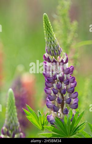 Gartenlupine: Lupinus polyphyllus. Terwick, Sussex, Großbritannien Stockfoto