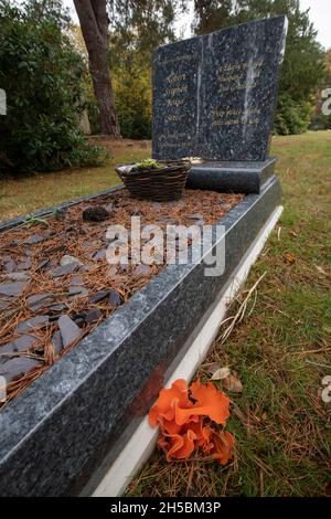 Orangenhaut-Pilz: Aleuria aurantia. Auf dem Friedhof. Surrey, Großbritannien. Stockfoto