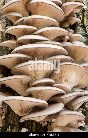 Austernpilz: Pleurotus ostreatus. Auf Buche. Surrey, Großbritannien Stockfoto