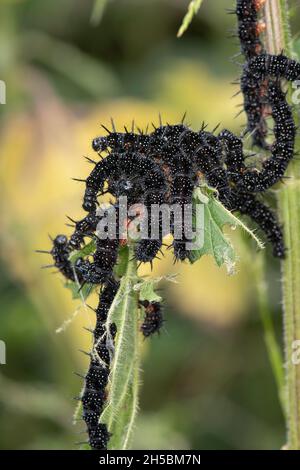 Pfauenfalter: Inachis io. Larven gruppierten sich auf der Brennnessel. Surrey, Großbritannien. Stockfoto