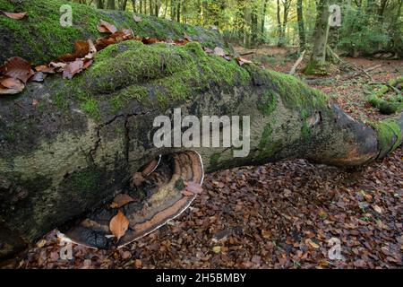 Südliche Klammer: Ganoderma australe. Auf Beech Log, Surrey, Großbritannien Stockfoto