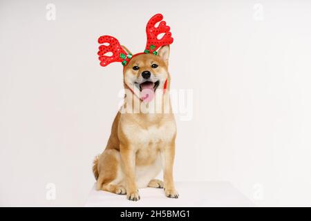 Niedliche lustige Hund in roten Hirsch Geweih posiert im Studio auf hellem Hintergrund. Konzept für weihnachten und Neujahr und Rabatte. Hochwertige Fotos Stockfoto