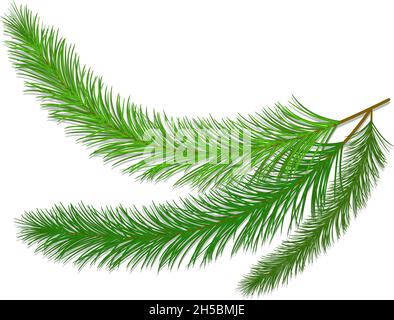 Vector Weihnachtsbaum Tanne und Fichte Äste isoliert auf weißem Hintergrund Stock Vektor