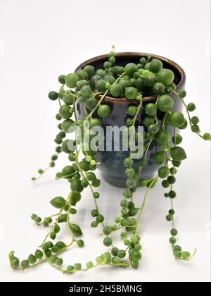 Senecio rowleyanus, Perlenkette, Zimmerpflanze mit runden grünen Blättern in einem blauen Keramiktopf. Isoliert auf weißem Hintergrund, im Porträt. Stockfoto