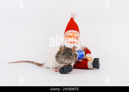 Weihnachtsratte das Symbol des neuen Jahres mit Spielzeug weihnachtsmann. Jahr der Ratte. Chinesische Neujahrs-Ratte auf weißem Hintergrund. Vorlage für Weihnachtskarten Stockfoto